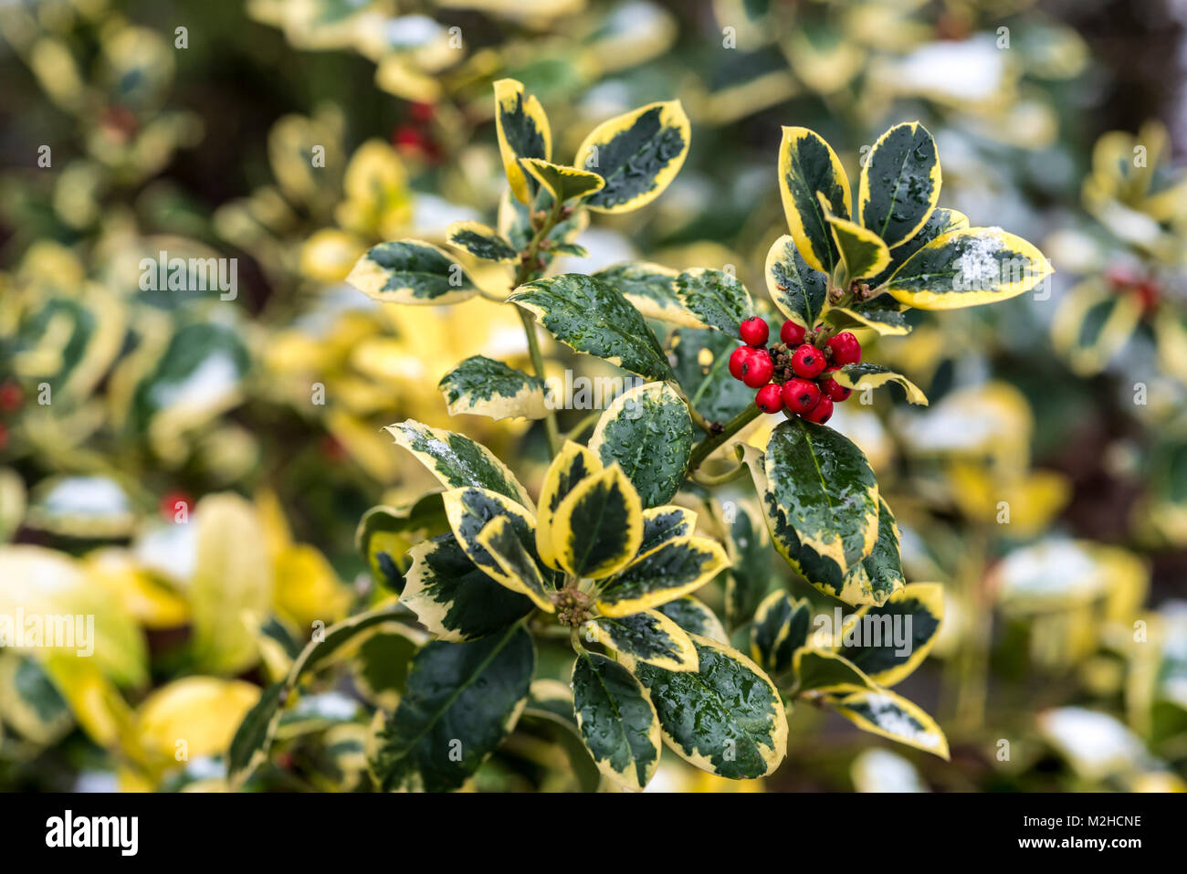ilex altaclerensis golden king, variegated holly, aquifoliaceae. Stock Photo