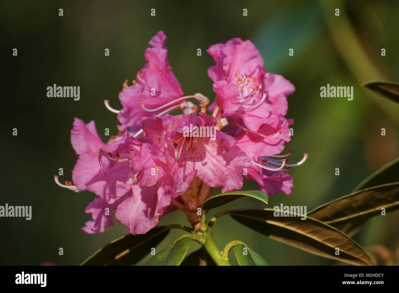 Rhododendron 'Lees Early Scarlet' Stock Photo