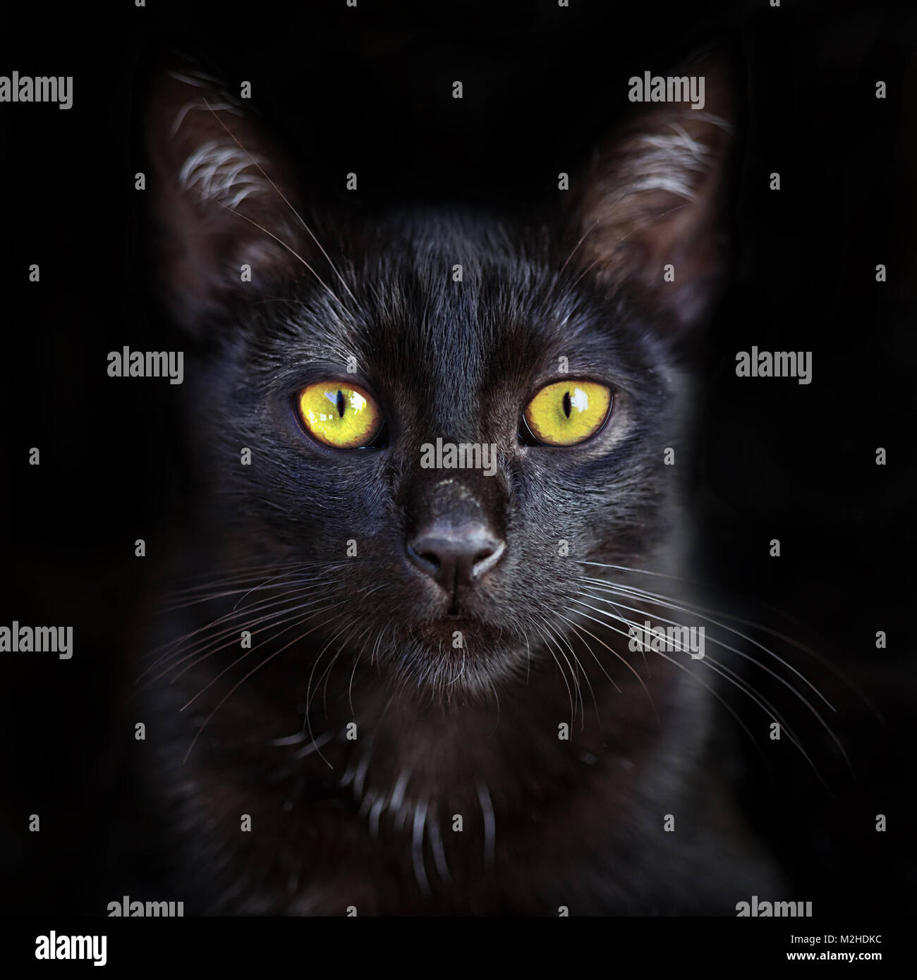 Black cat logo hi-res stock photography and images - Alamy