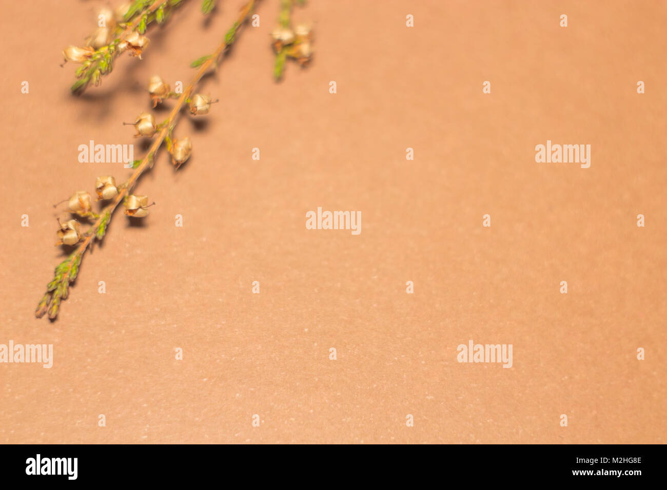 Design background from a dry branch of an unknown plant Stock Photo