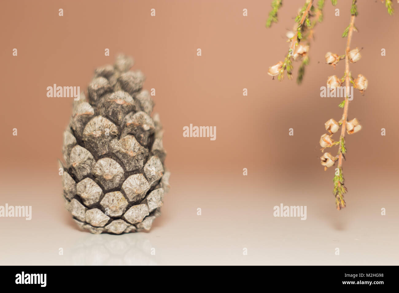 Design background from a dry branch of an unknown plant and bumps Stock Photo