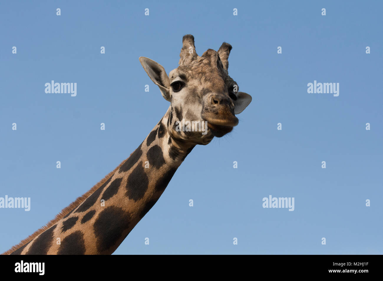 Giraffe in Cabarceno Nature Park (Spain) Stock Photo