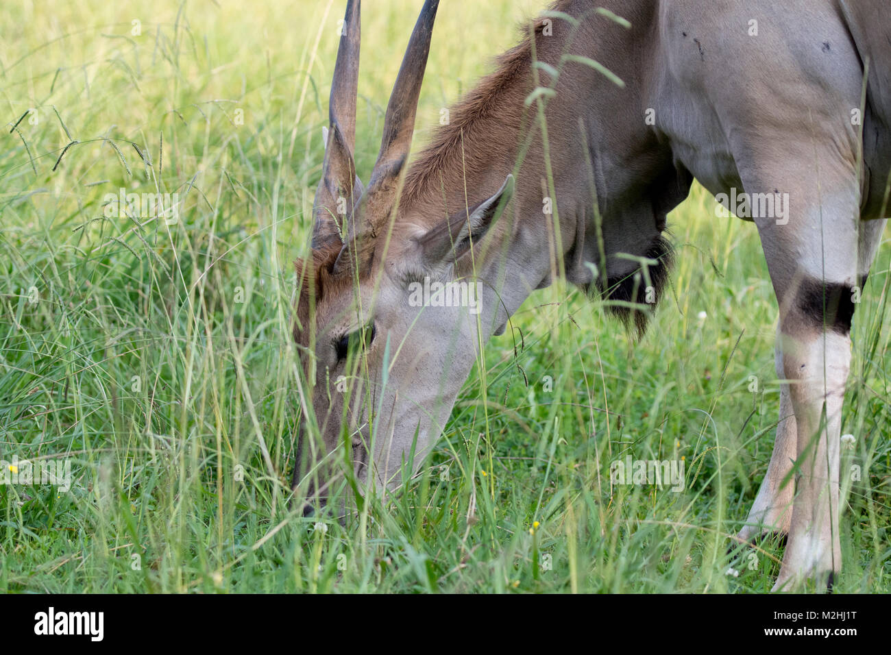 Animals eating grass in Cabarceno Stock Photo Alamy