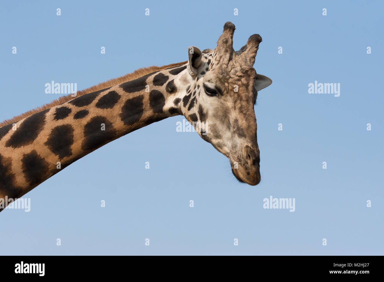 Giraffe with long neck Stock Photo