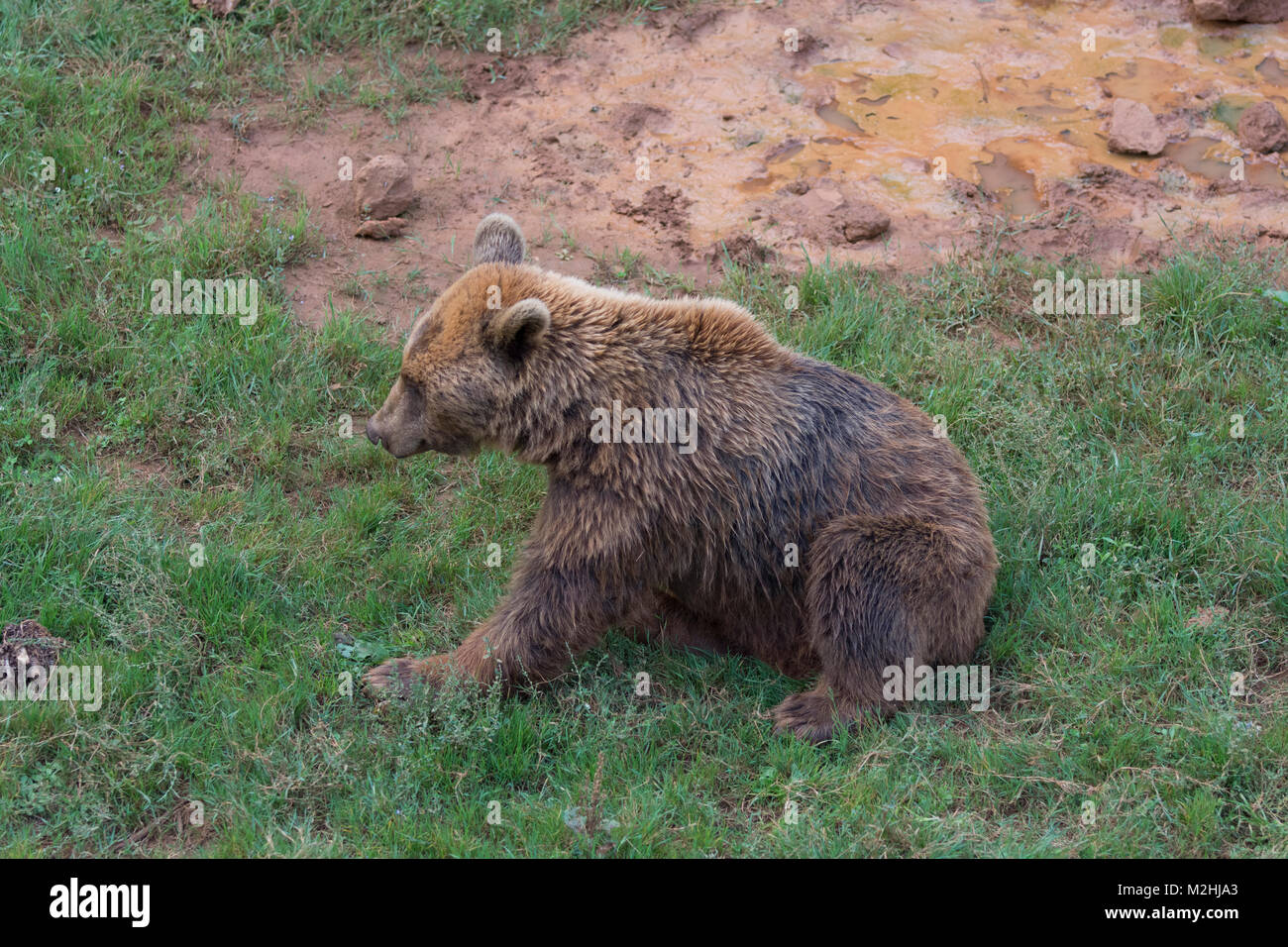 Brown bear in cabarceno natural park (Spain) Stock Photo