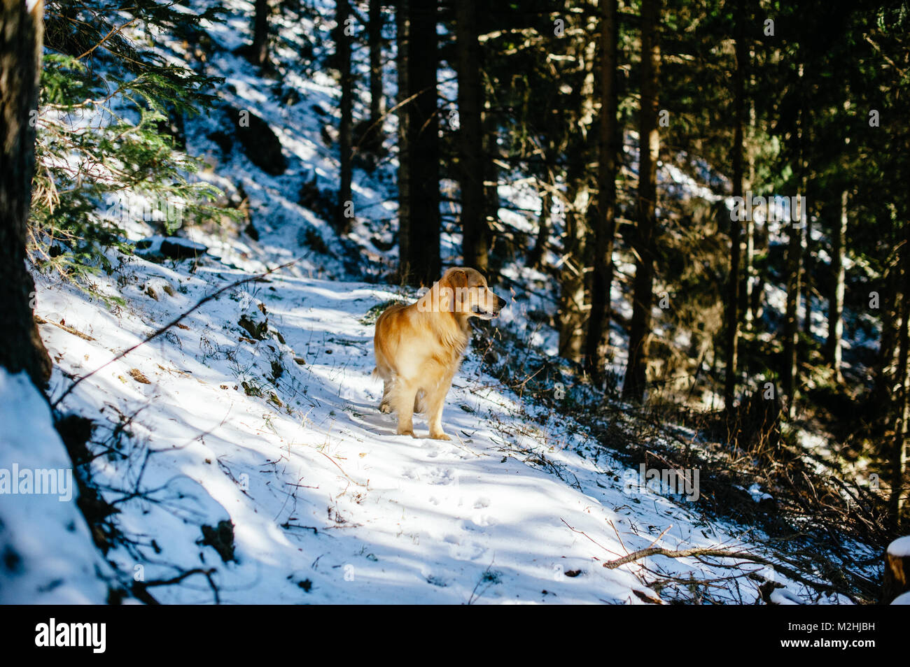 Golden retriever in the fir and larch forest in winter, snowy trail ...