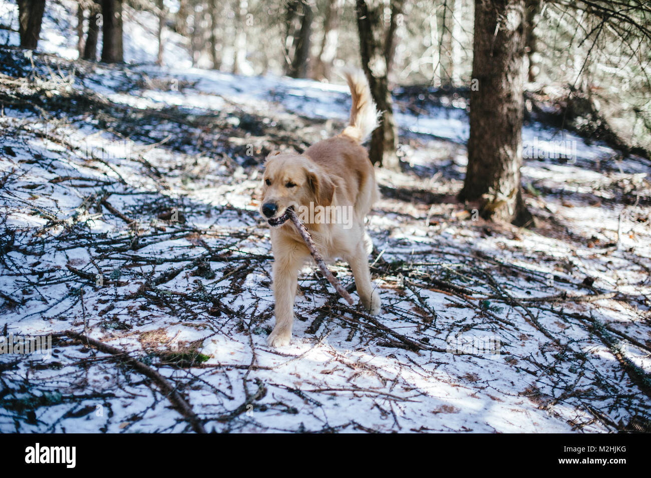 Golden retriever in the fir and larch forest in winter, snowy trail ...