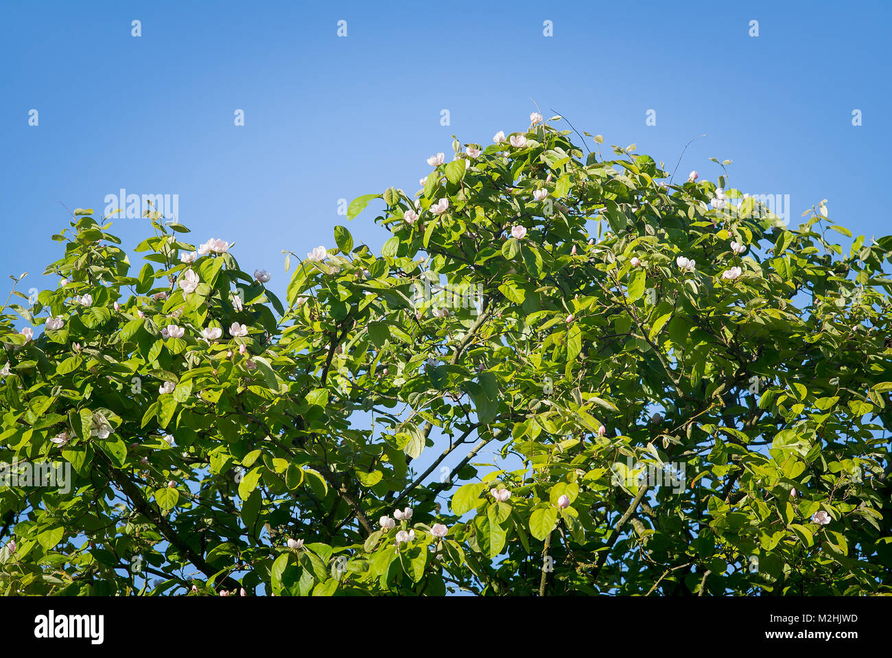 Pinkish white flowers on an edible quince tree Cydonia oblonga Meech's