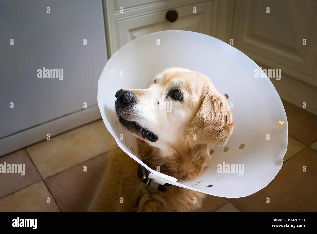 Golden Retriever dog wearing a postoperation surgical collar to help