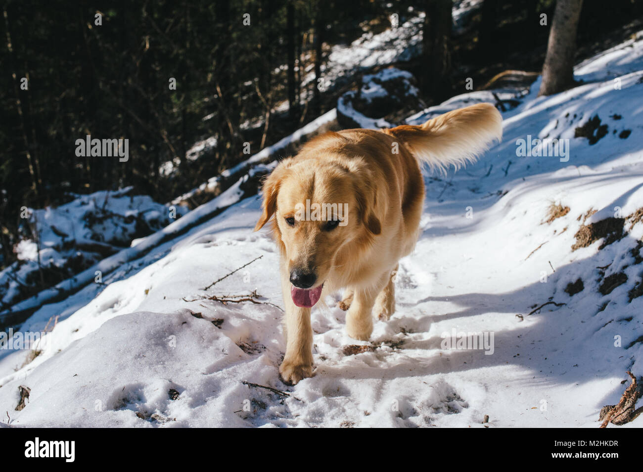 Golden retriever in the fir and larch forest in winter, snowy trail ...