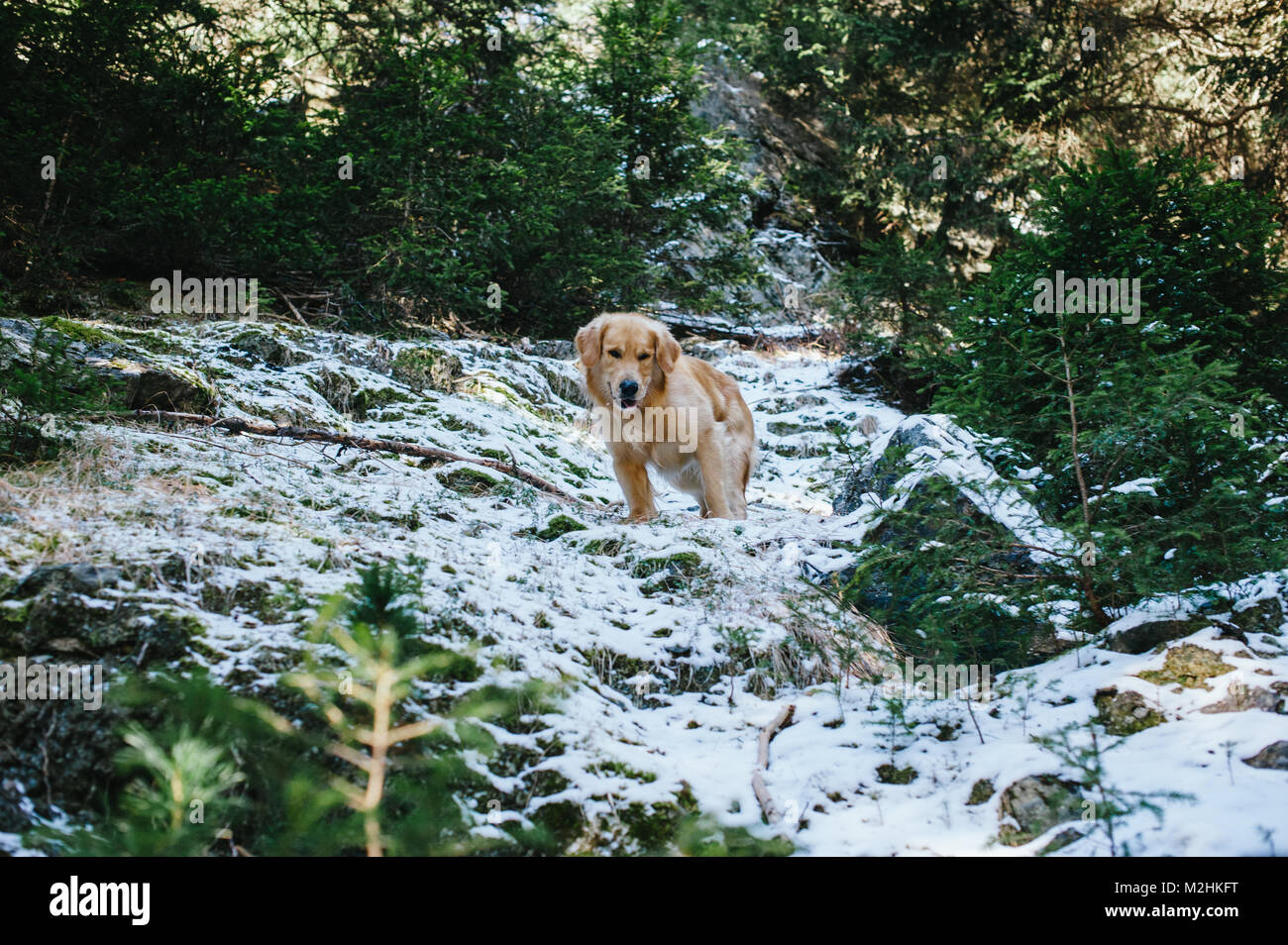 Golden retriever in the fir and larch forest in winter, snowy trail ...