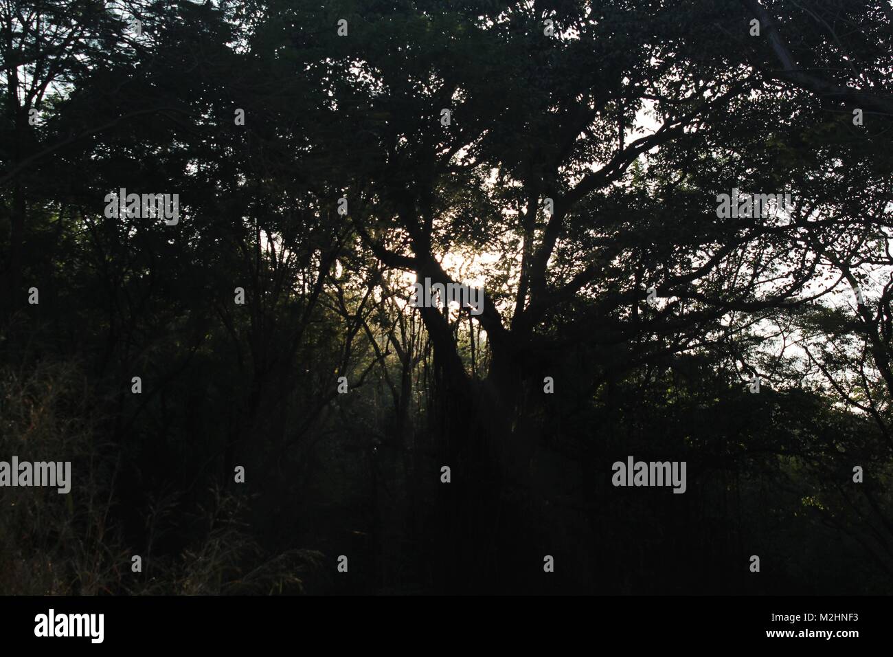 A Sunrise at Sanjay Gandhi National Park Stock Photo
