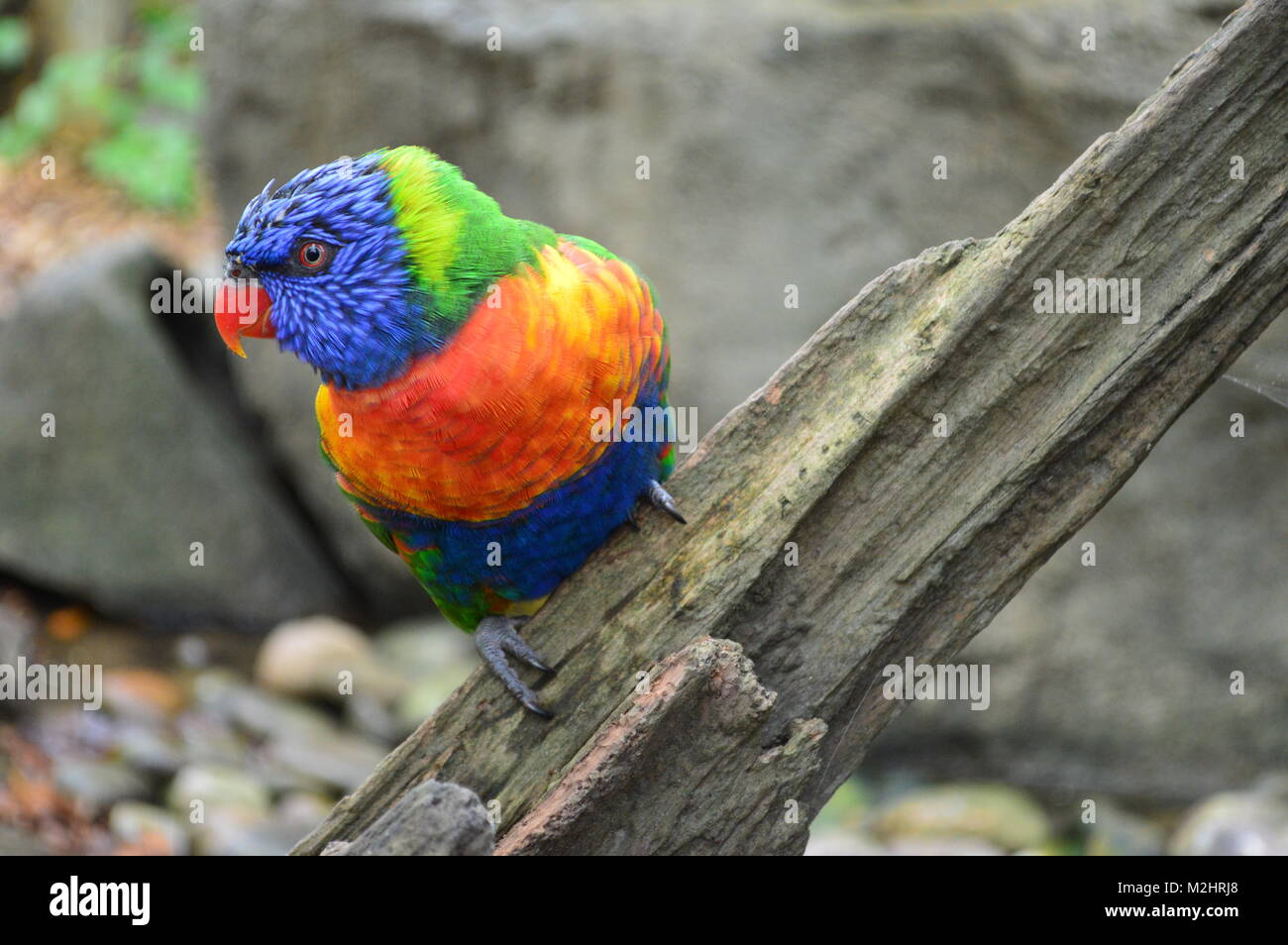 A very colourful bird Stock Photo
