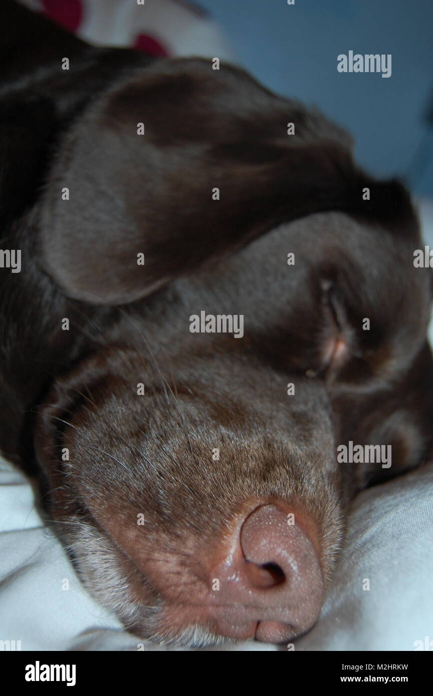 sleeping dog Stock Photo
