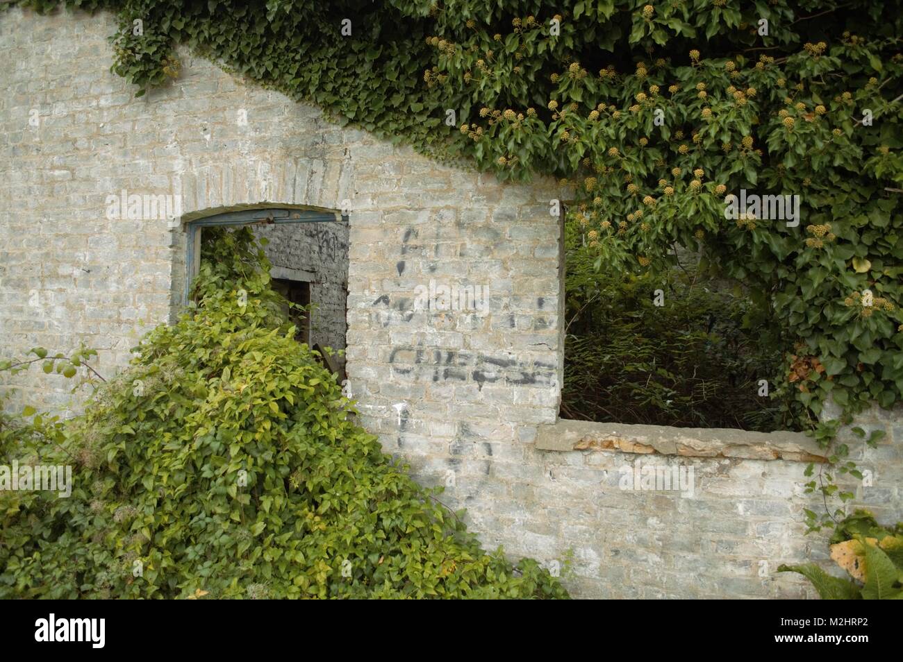 overgrowth on building Stock Photo