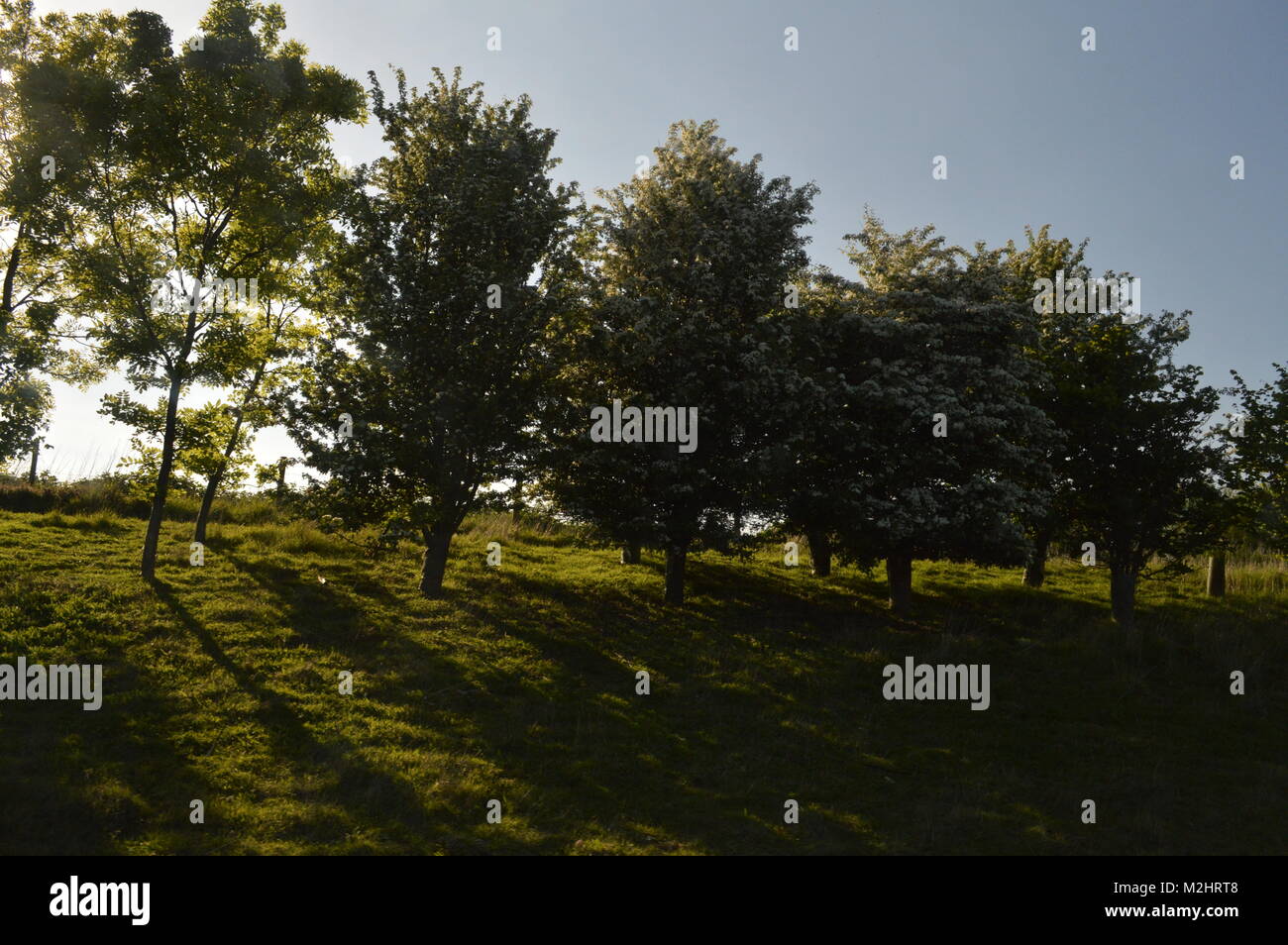 Trees by motorway hi-res stock photography and images - Alamy