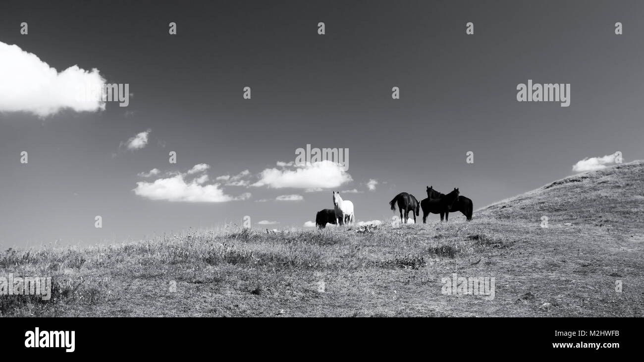 black and white panoramic landscape with several horse Stock Photo - Alamy