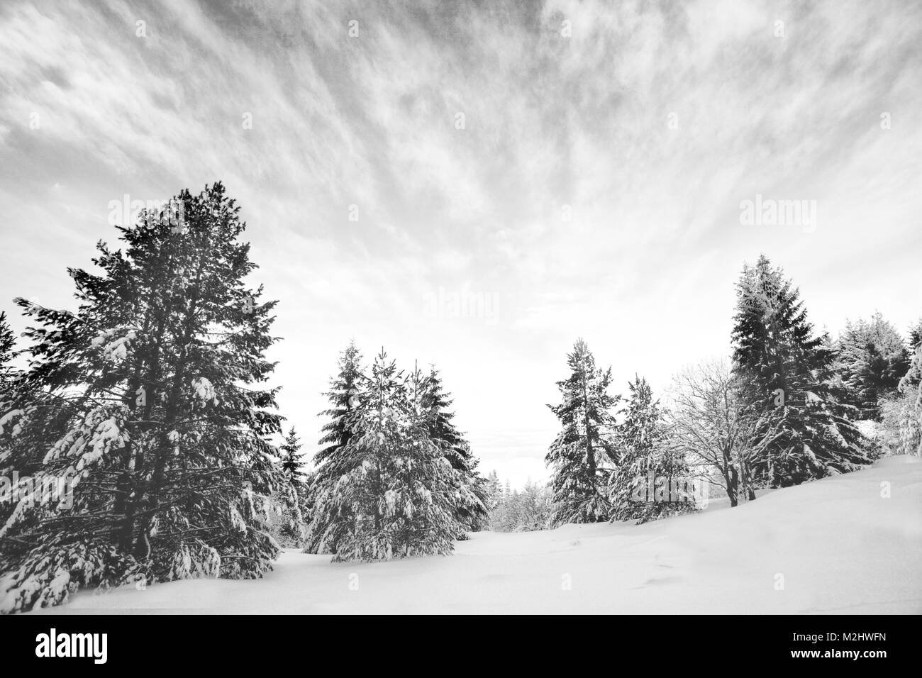 Winter black and white landscape with lot`s of snow and trees ...