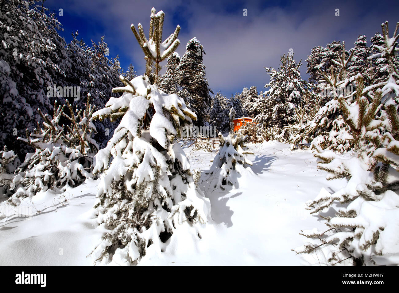 winter landscape with forest cabin in bulgaria Stock Photo - Alamy