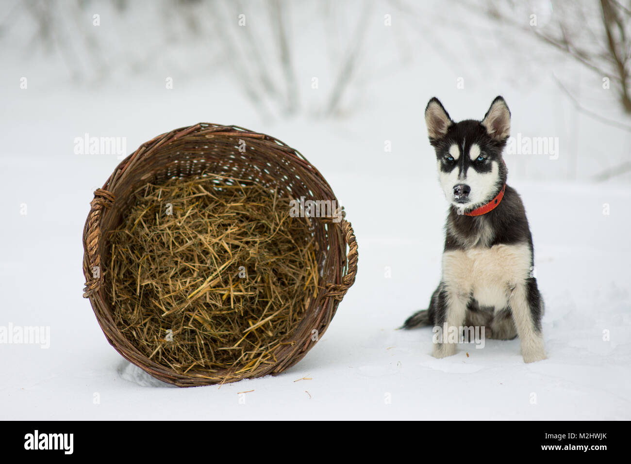 Siberian husky in snow on a winter day Stock Photo - Alamy