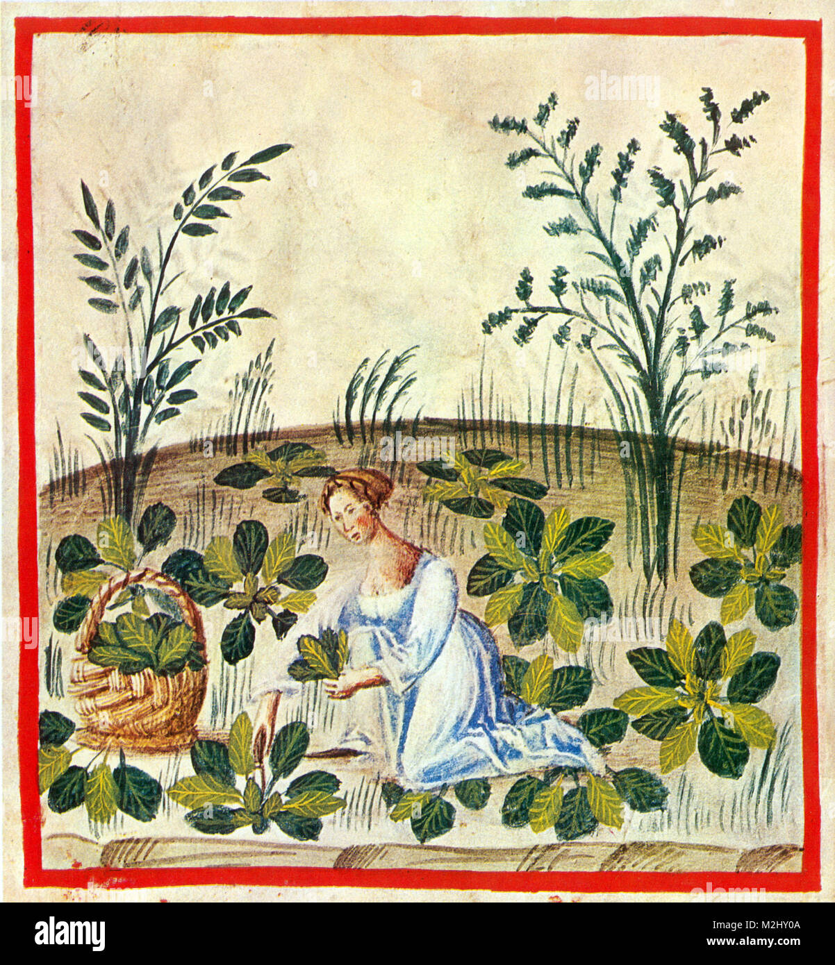 Tacuinum Sanitatis Tacuinum Sanitatis