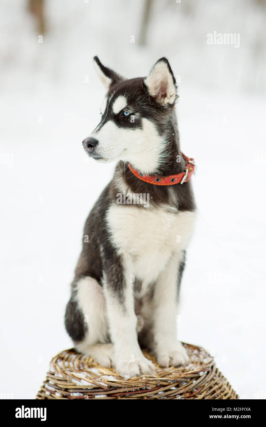Siberian husky in snow on a winter day Stock Photo - Alamy