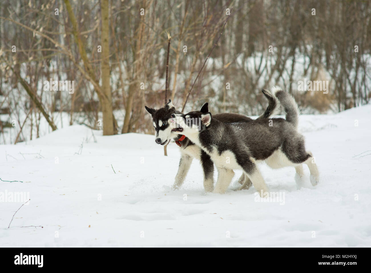 Siberian Husky playing in the snow in winter day Stock Photo - Alamy