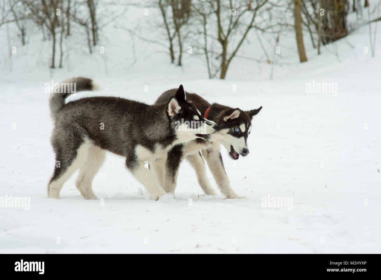 Siberian Husky playing in the snow in winter day Stock Photo - Alamy
