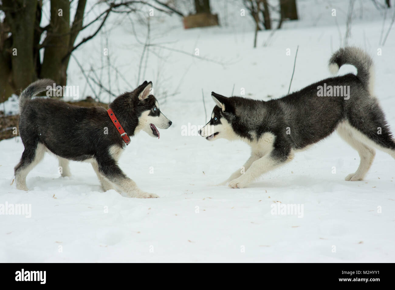 Siberian Husky playing in the snow in winter day Stock Photo - Alamy