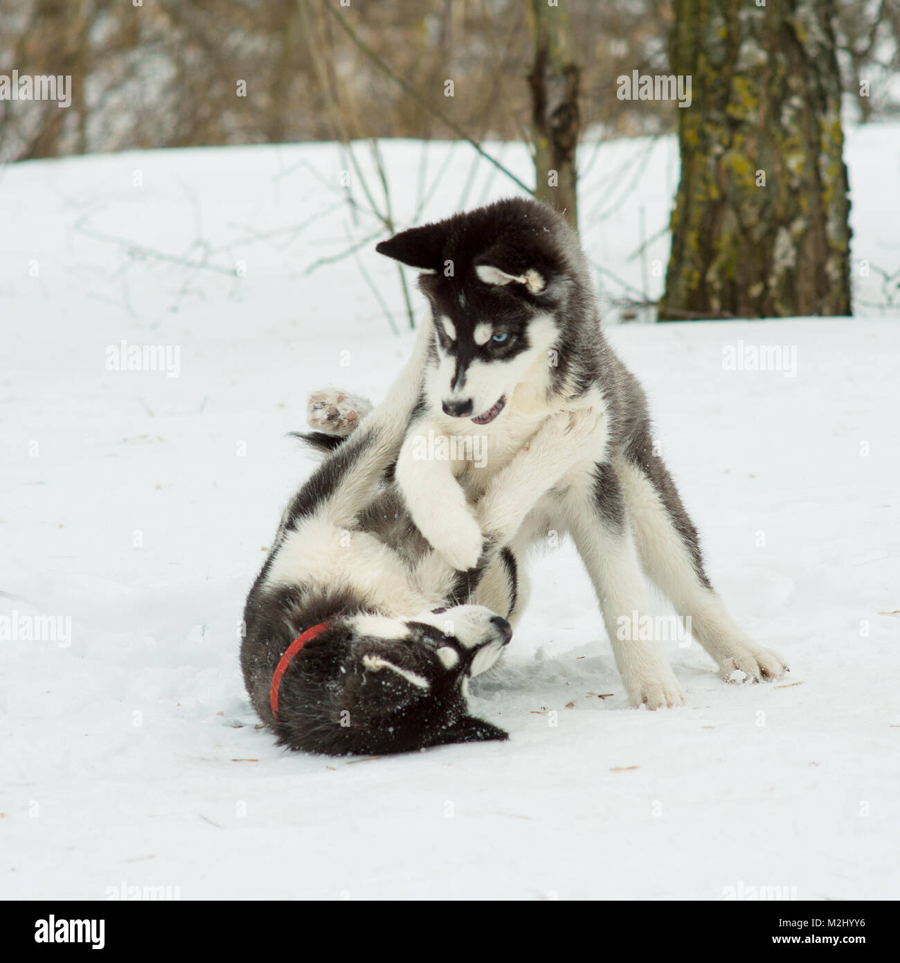 Siberian Husky playing in the snow in winter day Stock Photo - Alamy