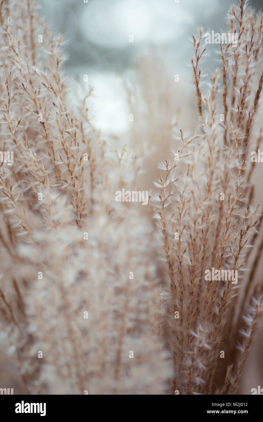 Soft textures hi-res stock photography and images - Alamy