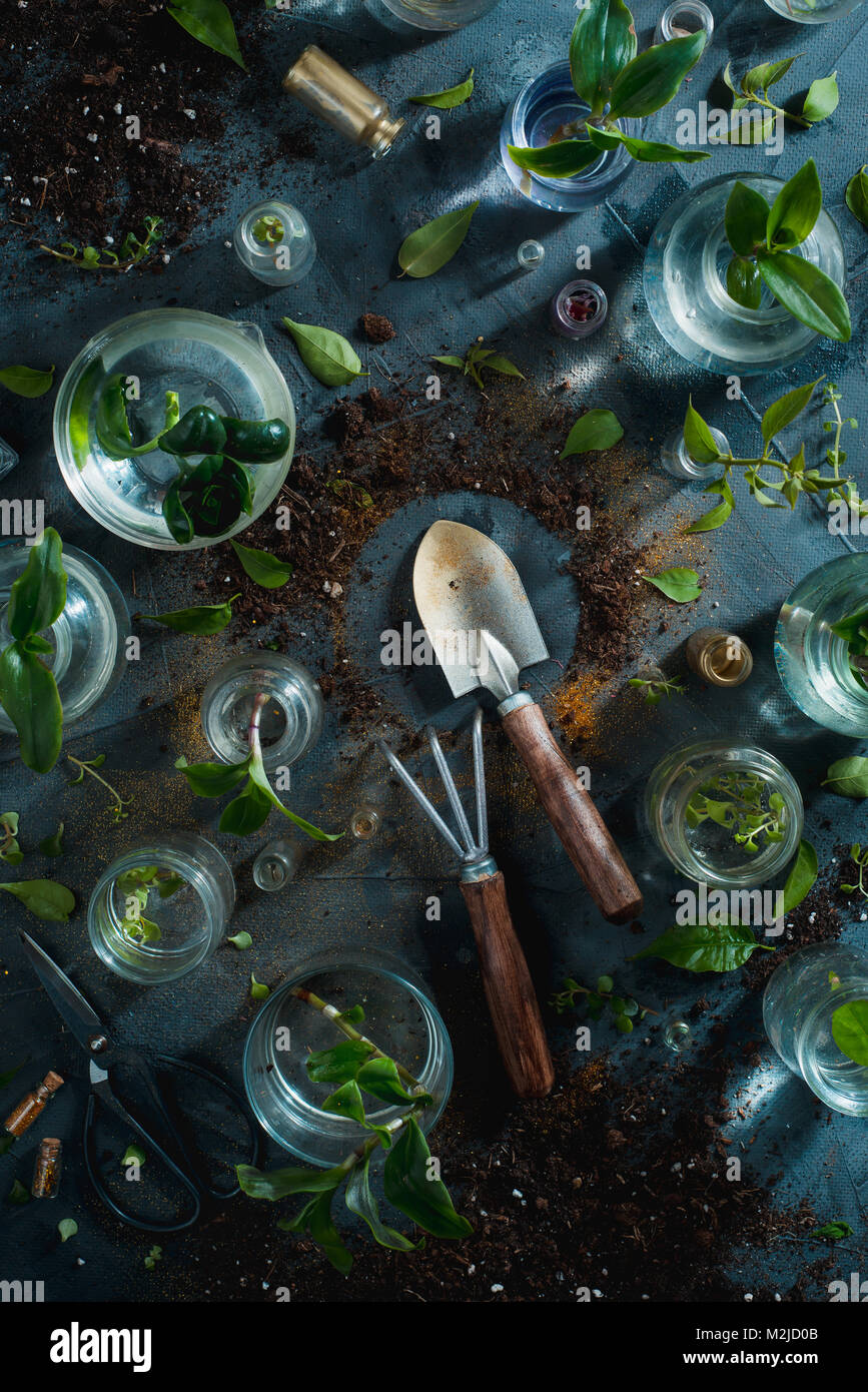 Gardening tools rake and spade with soil and green plants in spring planting concept with copy space. Saving environment concept. Golden dust in botan Stock Photo
