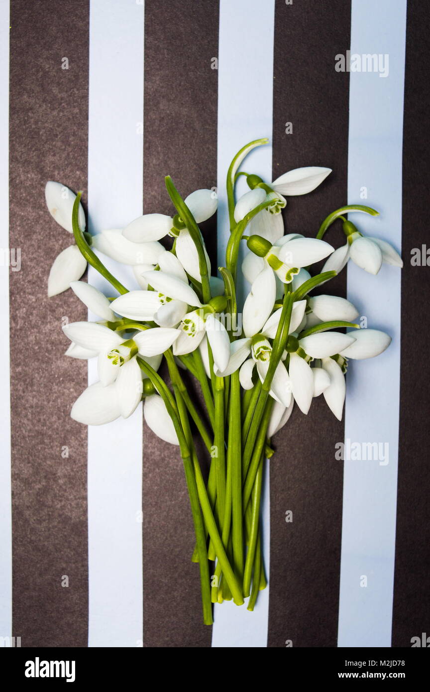 Snowdrop flowers on black and white striped background Stock Photo