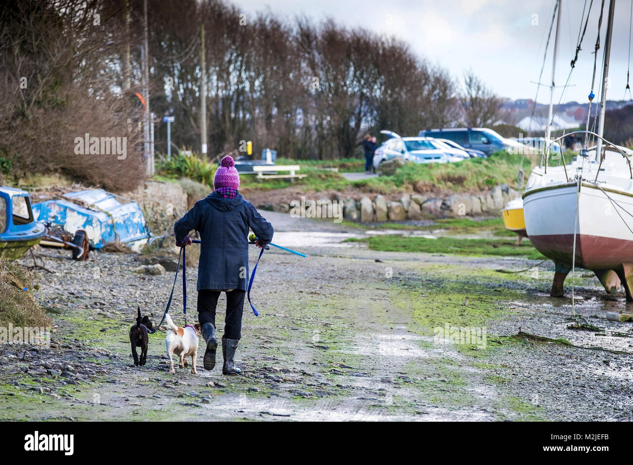 A dog walker and her dogs walking along the foreshore on the Gannel River in Newquay Cornwall. Stock Photo