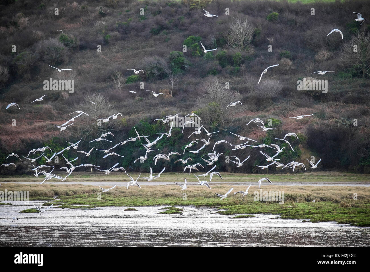 A flock of seagulls flying over the Gannel River in Newquay Cornwall. Stock Photo