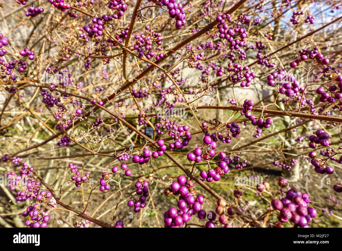 Callicarpa bodinieri Giraldii Profusion, Bodiniers beautyberry, Winter Stock Photo