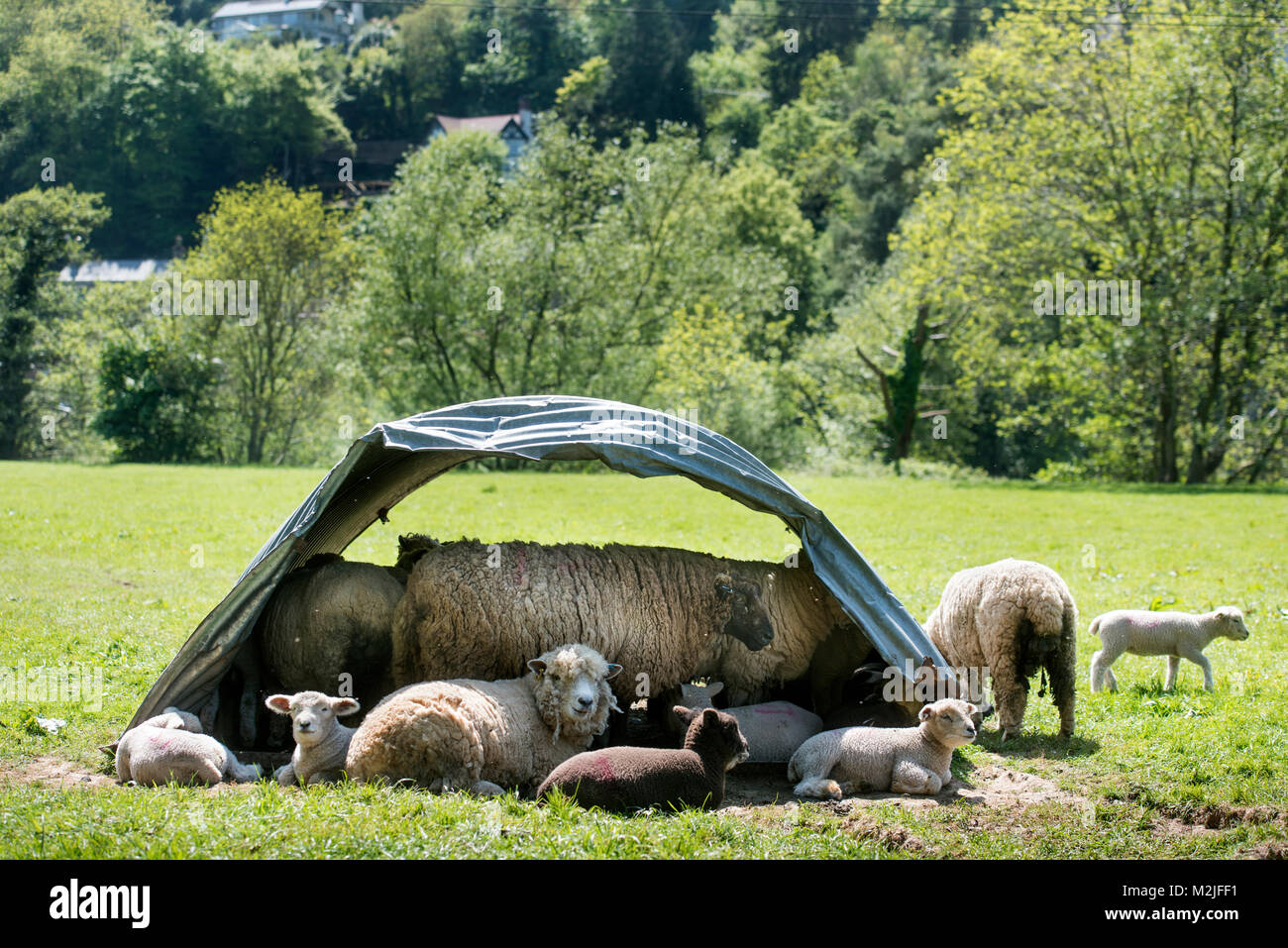 Sheep compete for shade in a field near Symonds Yat in Herefordshire