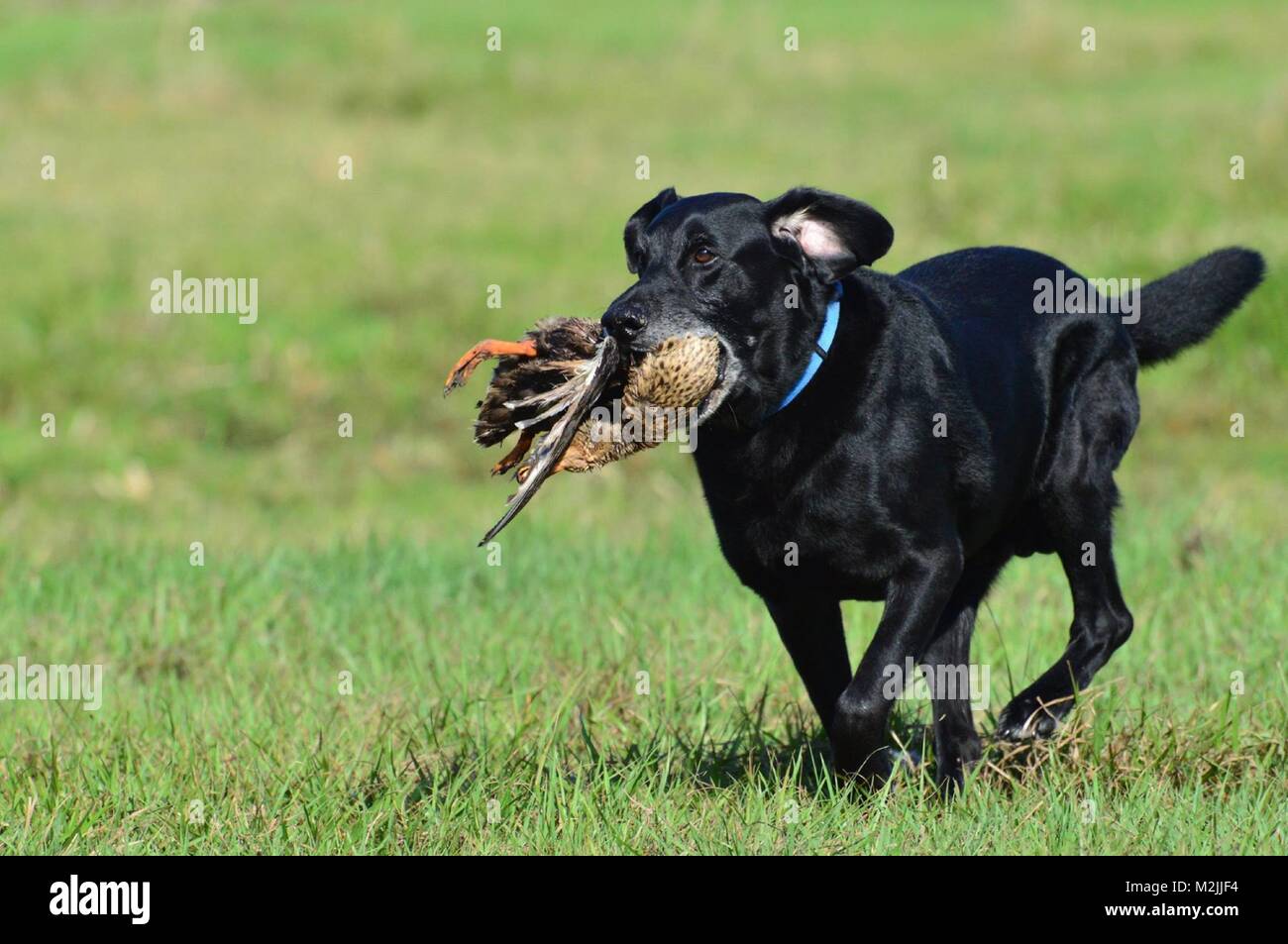 Dog learning to retrieve Stock Photo Alamy