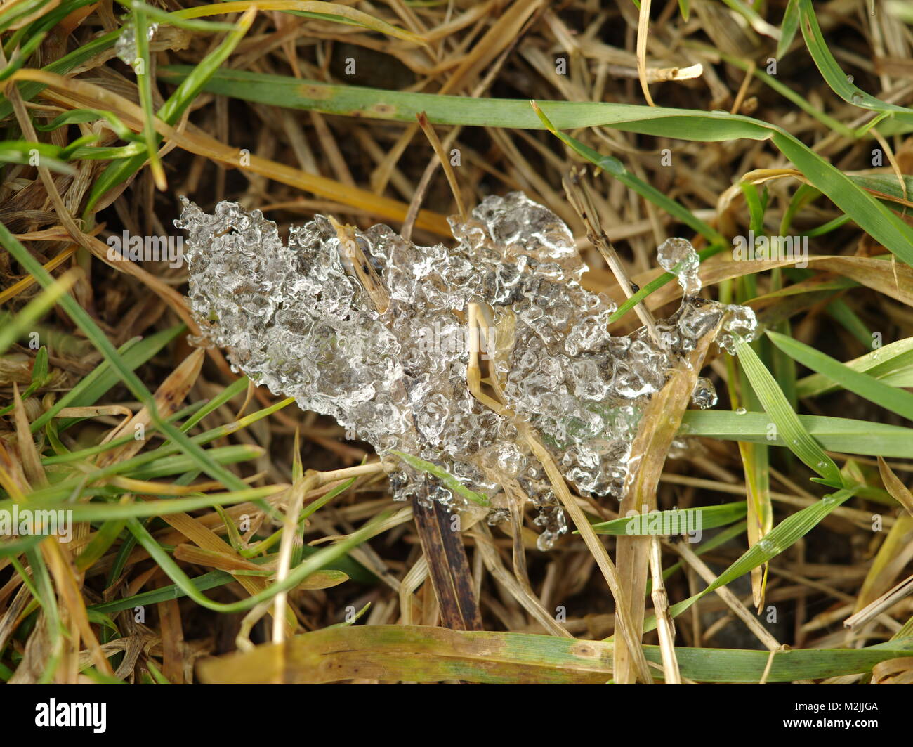 Ice on grass Stock Photo