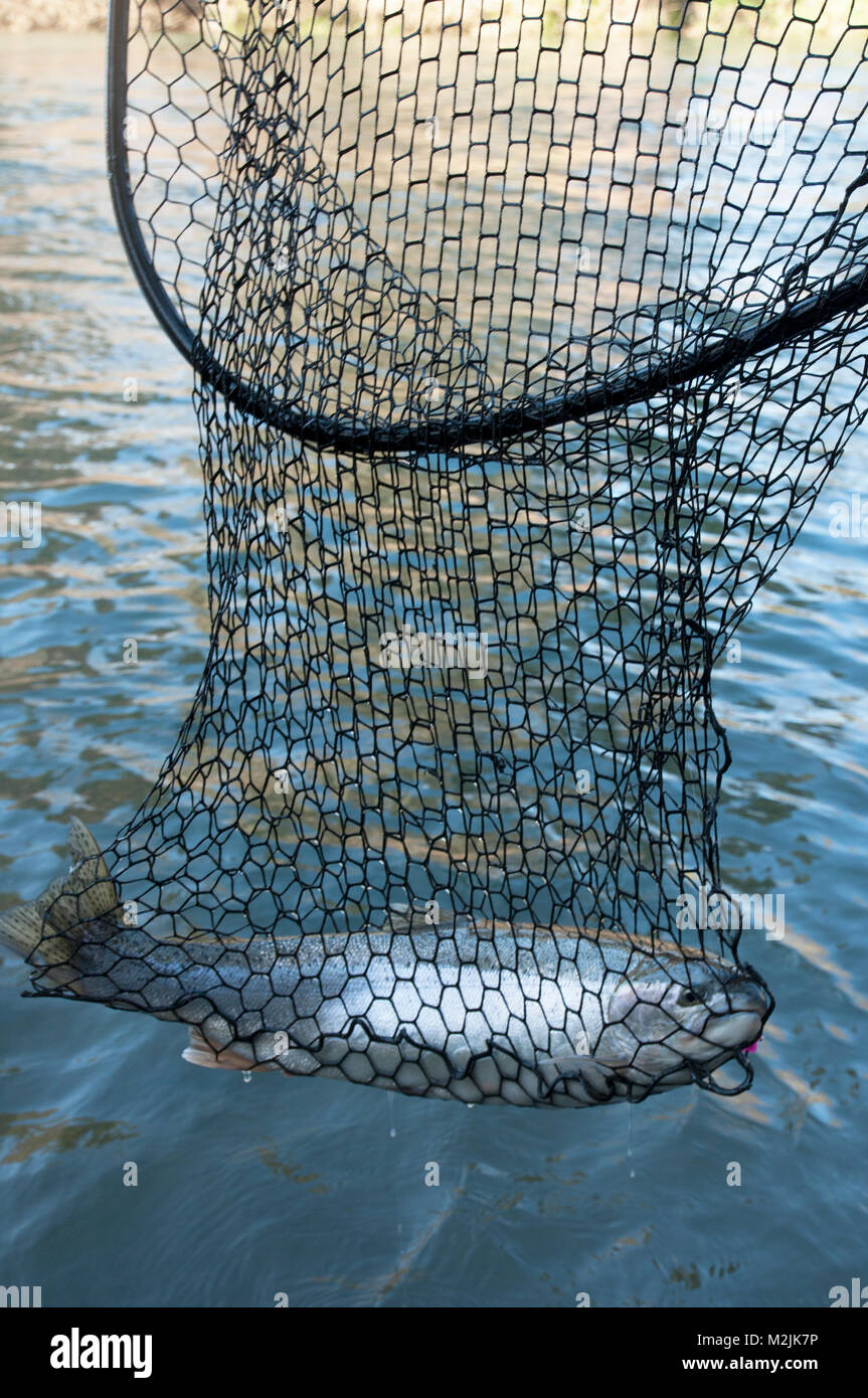 Hatchery Steelhead trout caught on Oregon's Siletz River Stock Photo