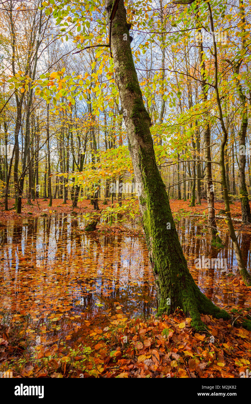 Morning sunlight in mossy forest hi-res stock photography and images ...