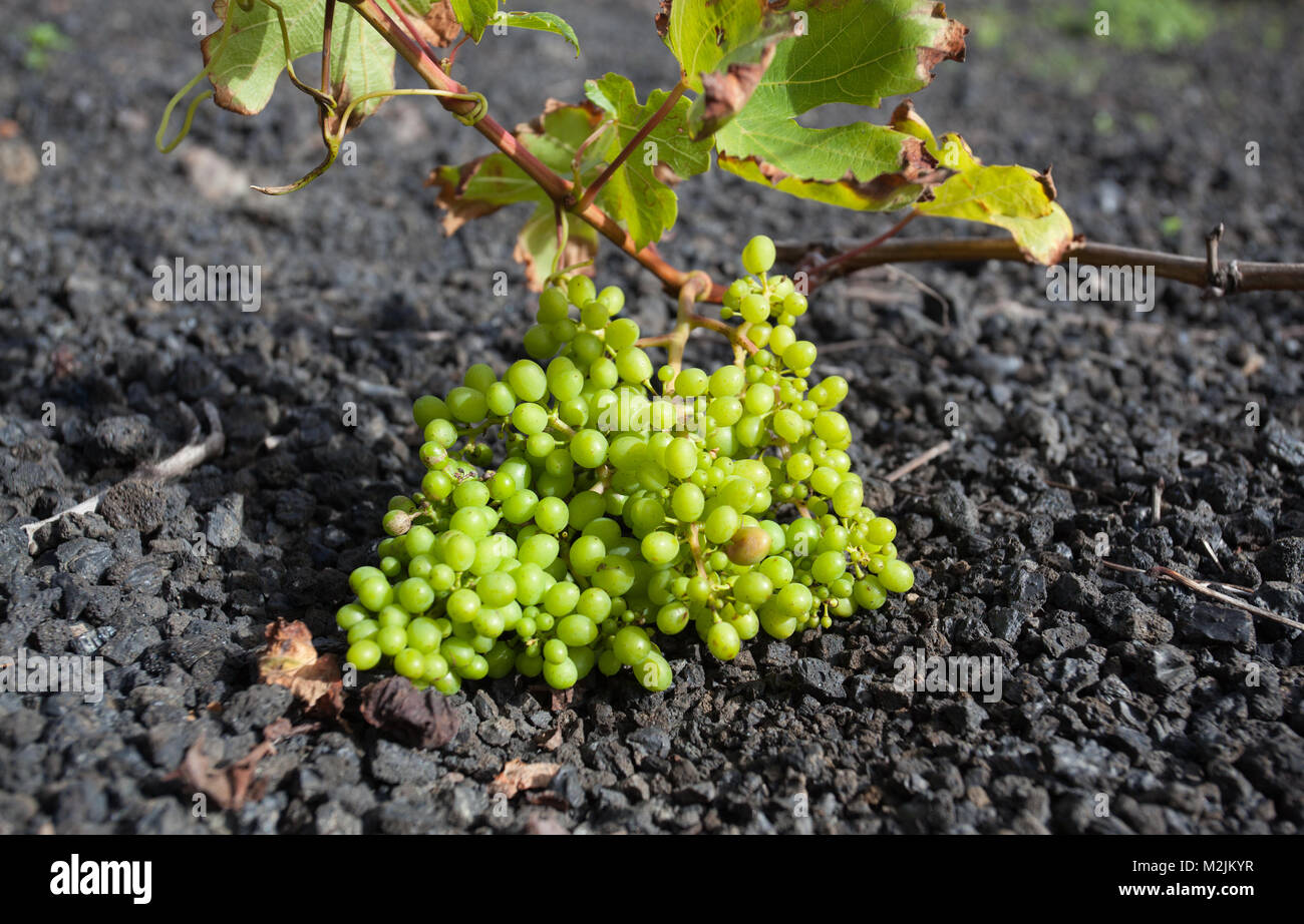 Close-up on green grapes growing in a black lava stone field on the island of Lanzarote, Canary Islands, Spain Stock Photo