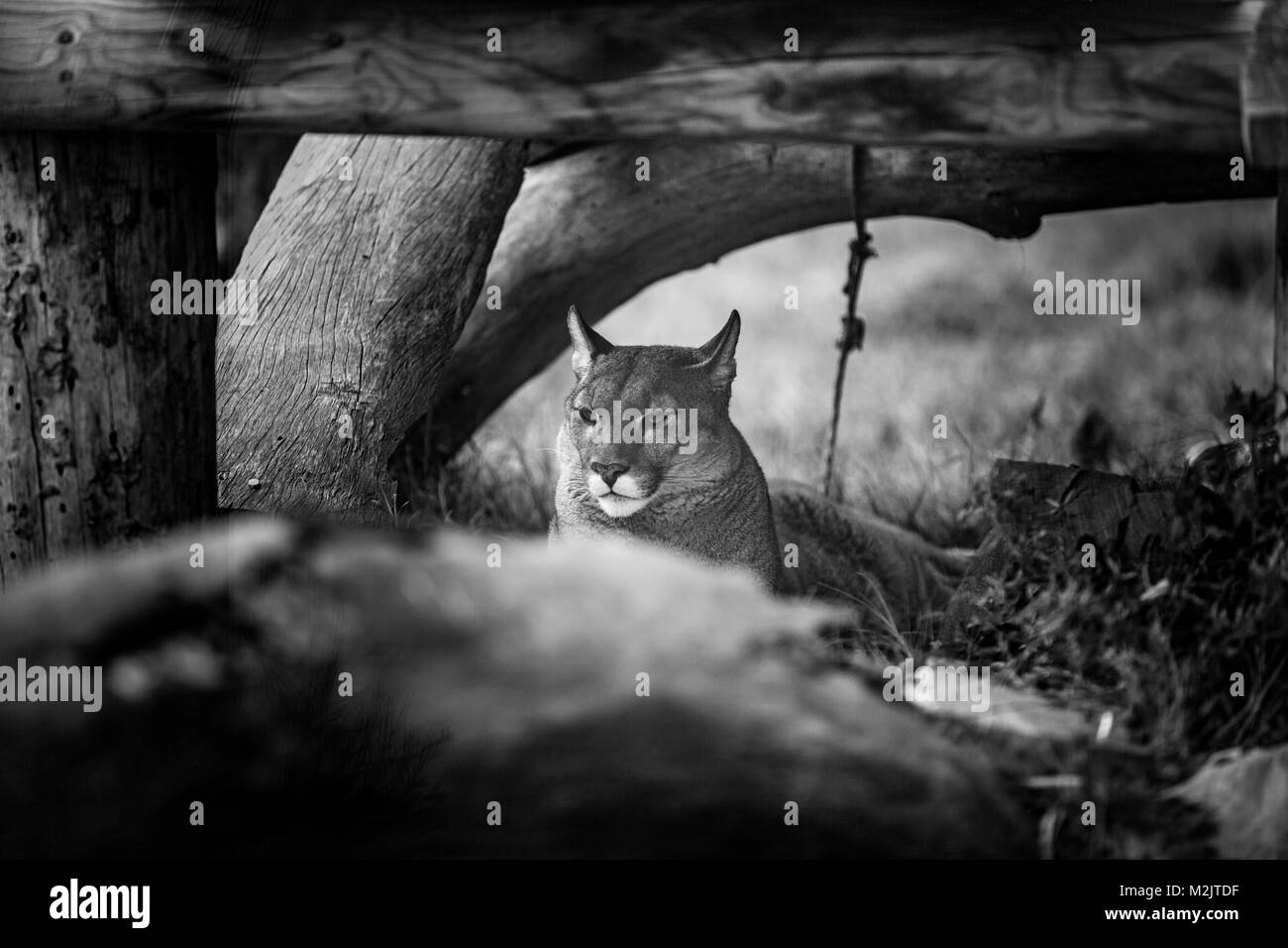 Young Puma resting under tree, Close up in Black and White Stock Photo