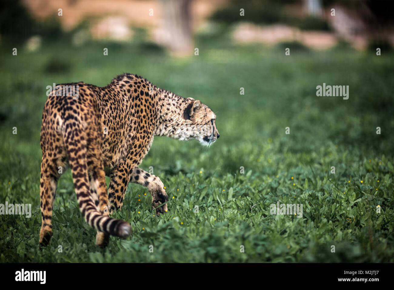 Beautiful Wild Cheetah walking careful on green fields, Close up Stock Photo