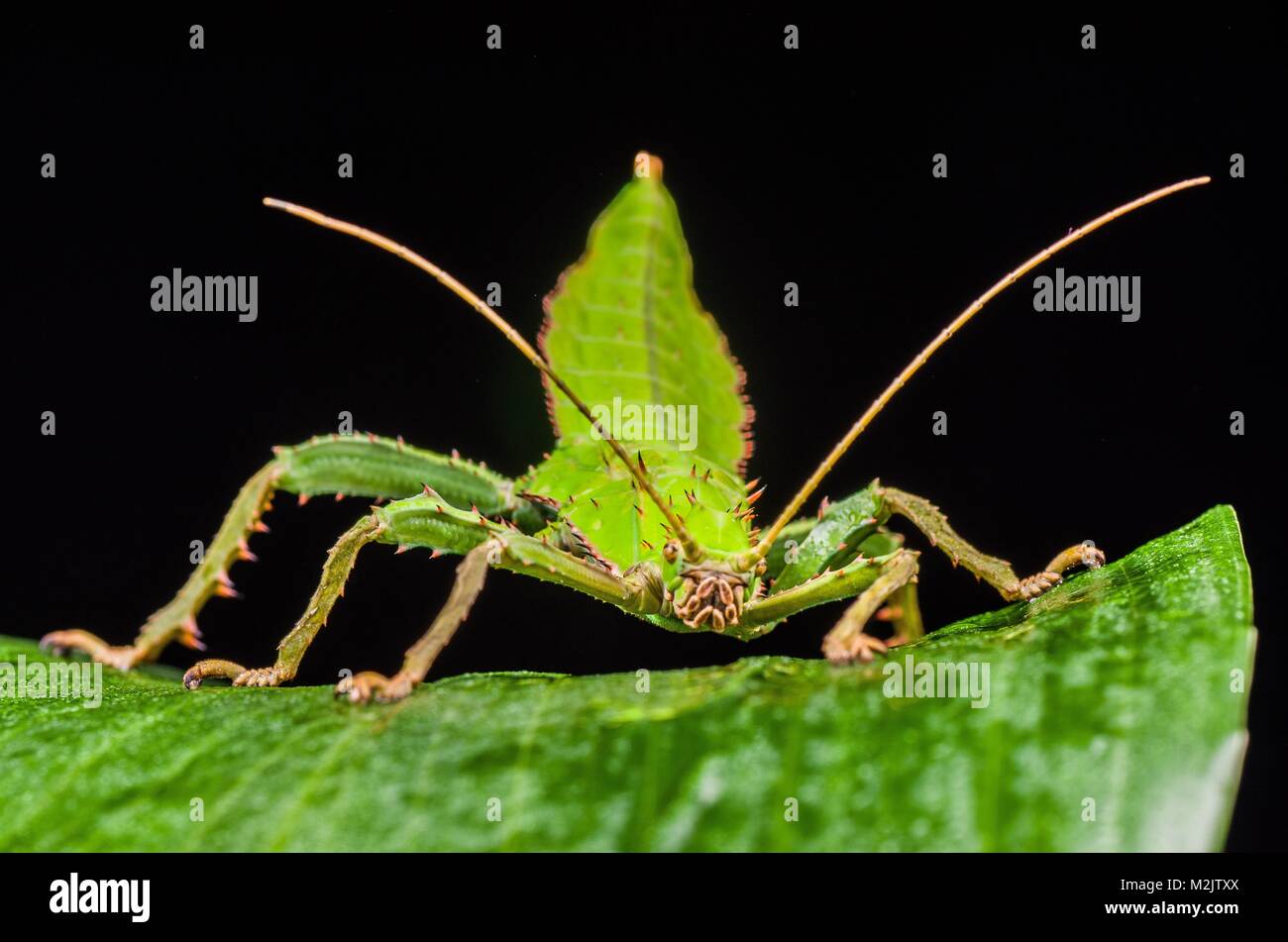 Malayan jungle nymph hires stock photography and images Alamy
