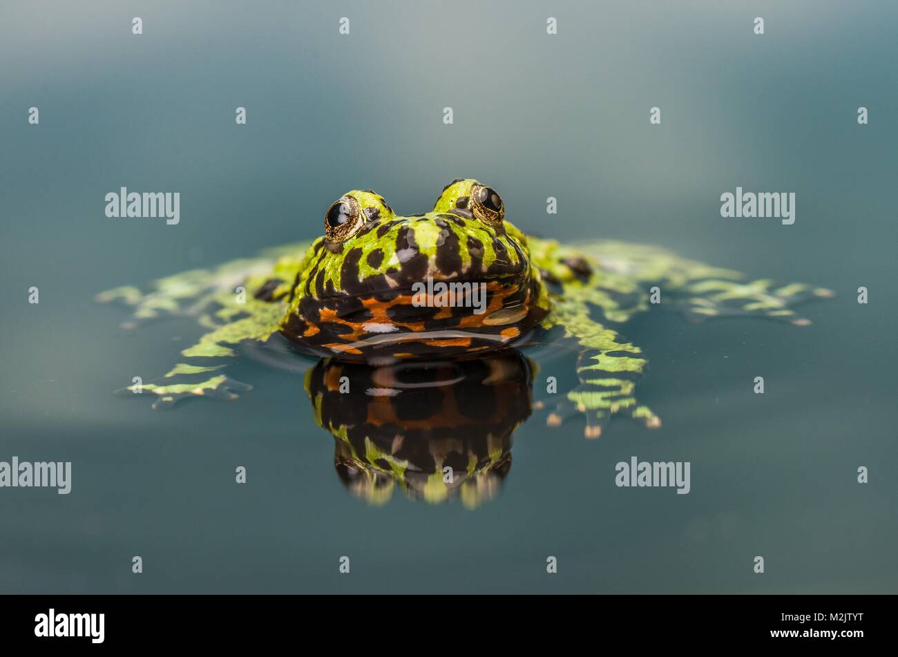 Fire Bellied Toad Stock Photo