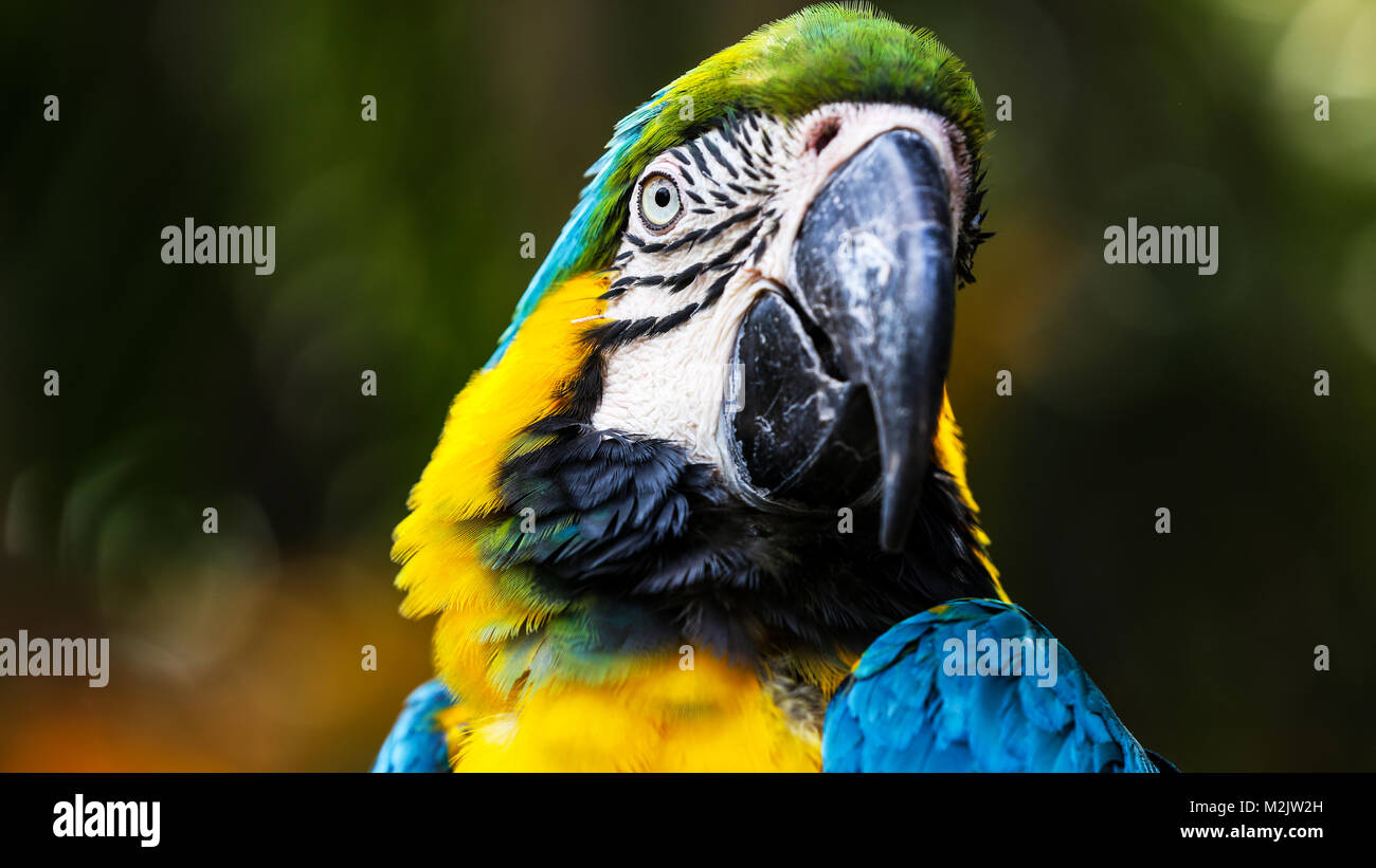 Blue and Yellow Macaw close-up landscape shots with blurred background Stock Photo