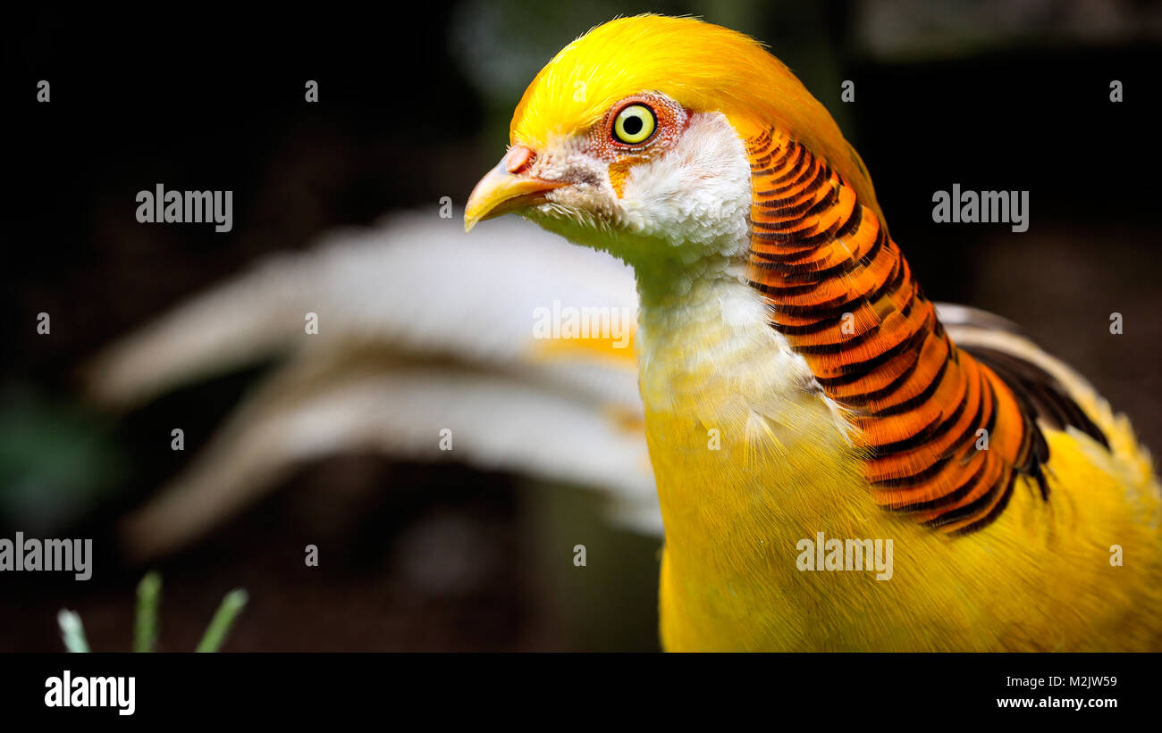 Yellow Golden Pheasant male study in close-up perspective shot with blurred background. Stock Photo