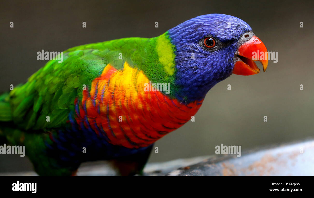 Close study of Rainbow Lorikeet at water fountain with blurred background. Stock Photo