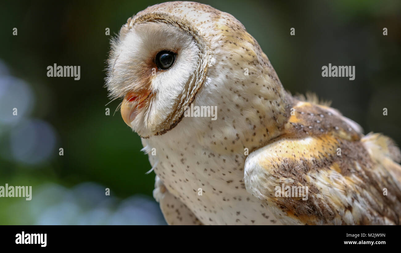 'Scratch' the Barn Owl at The Umgeni River Bird Park in Durban, KZN, South Africa January 2018 Stock Photo